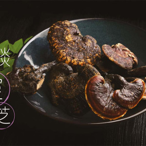 破壁靈芝孢子功效-淺談靈芝