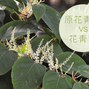 【原花青素花青素差別】原花青素 VS 花青素