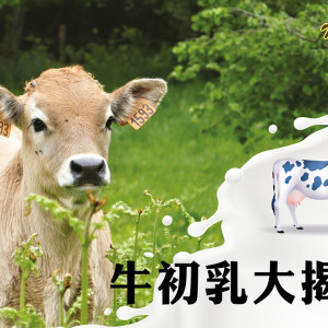 牛初乳功效 牛初乳大揭秘